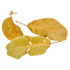  Mandioca levél natúr 7dkg/csom