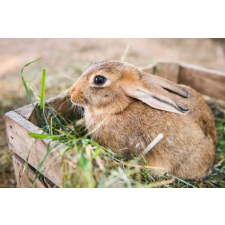  Matrica tapéta Animal33 Rabbit, 250 x 200 cm tapéta, díszléc és más dekoráció