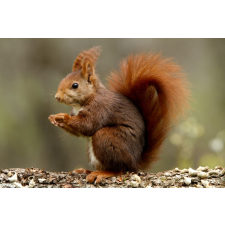  Matrica tapéta Animal57 Squirrel, 250 x 200 cm tapéta, díszléc és más dekoráció