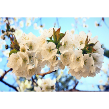  Matrica tapéta Cherry blossoms3, 250 x 200 cm tapéta, díszléc és más dekoráció