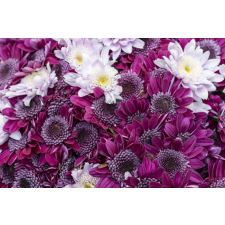  Matrica tapéta Flori157 Lila és fehér krizantém, 200 x 150 cm tapéta, díszléc és más dekoráció