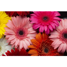  Matrica tapéta Flowers158 Tarka gerberák, 350 x 200 cm tapéta, díszléc és más dekoráció