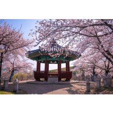  Matrica tapéta Flowers170 Pavilon cseresznyevirággal, 200 x 150 cm tapéta, díszléc és más dekoráció