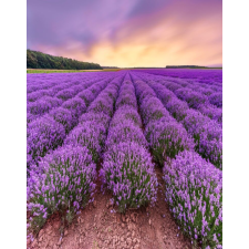  Matrica tapéta Flowers27, 150 x 205 cm tapéta, díszléc és más dekoráció