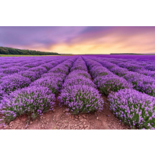  Matrica tapéta Flowers27, 300 x 200 cm tapéta, díszléc és más dekoráció