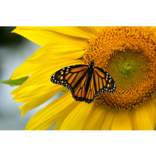  Matrica tapéta Flowers70, 150 x 205 cm tapéta, díszléc és más dekoráció