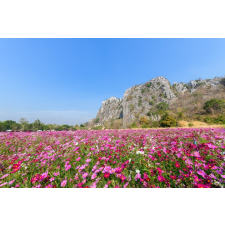  Matrica tapéta Natura114, 250 x 200 cm tapéta, díszléc és más dekoráció