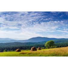  Matrica tapéta Natura149, 250 x 200 cm tapéta, díszléc és más dekoráció