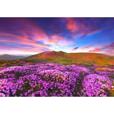  Matrica tapéta Rhododendron virágok naplementekor, 200 x 150 cm tapéta, díszléc és más dekoráció