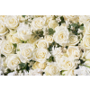  Matrica tapéta Virágok173 Fehér rózsák2, 250 x 200 cm
