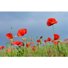  Matrica tapéta Virágok30, 250 x 150 cm tapéta, díszléc és más dekoráció