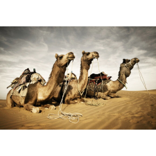  Matricás tapéta Animal36 Camels, 200 x 150 cm tapéta, díszléc és más dekoráció