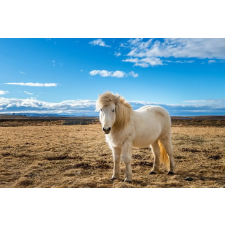  MÉDIA Animal48 Tapéta, Izlandi ló, 270 x 200 cm tapéta, díszléc és más dekoráció