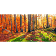  Média Erdő napsugarakkal tapéta, 220 x 135 cm tapéta, díszléc és más dekoráció