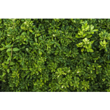  MÉDIA fali tapéta, öntapadó és mosható, erdő 36, 270 x 200 cm tapéta, díszléc és más dekoráció