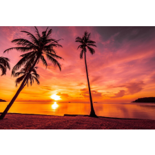  MÉDIA Fali tapéta, Öntapadó és mosható, Pálmafák 26, 270 x 200 cm tapéta, díszléc és más dekoráció