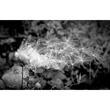  MÉDIA Fekete-fehér pitypang matrica, 270 x 200 cm tapéta, díszléc és más dekoráció