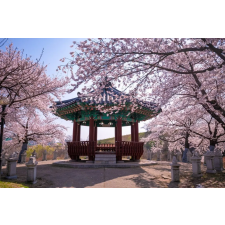  MÉDIA Flori170 tapéta matrica, pavilon virágzó cseresznyével, 220 x 135 cm tapéta, díszléc és más dekoráció