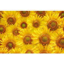  MÉDIA Flori23 fali fotótapéta, öntapadó és mosható, 220 x 135 cm tapéta, díszléc és más dekoráció