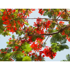  MÉDIA Flori60 fali fotótapéta, öntapadó és mosható, 270 x 200 cm tapéta, díszléc és más dekoráció