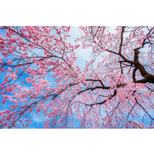  Média Flori 155 Cseresznyevirág mintás öntapadós tapéta, 220 x 135 cm tapéta, díszléc és más dekoráció