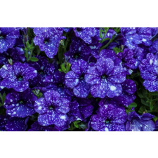  Média Kék virágos tapéta, 270 x 200 cm tapéta, díszléc és más dekoráció