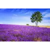  MÉDIA Lavender6 Vászonfestmény, 105 x 70 cm