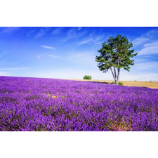  MÉDIA Lavender6 Vászonfestmény, 105 x 70 cm grafika, keretezett kép