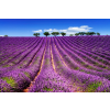  Média levendula5 tapéta, 220 x 135 cm