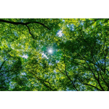  MÉDIA Matrica, 220 x 135 cm, Erdő 32 tapéta, díszléc és más dekoráció