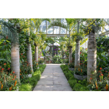  MÉDIA matrica, Kert pálmafákkal, 220 x 135 cm tapéta, díszléc és más dekoráció