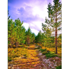  MÉDIA matrica, Út az erdőbe, 135 x 225 cm tapéta, díszléc és más dekoráció