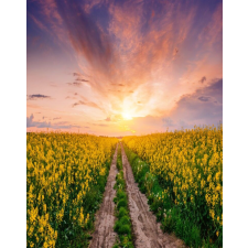  Média Natura123 9ntapadó és mosható fali tapéta, 135 x 225 cm tapéta, díszléc és más dekoráció