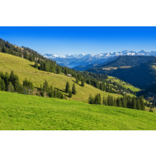  Média Natura135 matrica, 270 x 200 cm tapéta, díszléc és más dekoráció