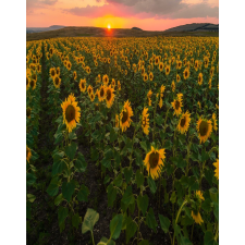  MÉDIA Natura41 öntapadó és mosható fali tapéta, 135 x 225 cm tapéta, díszléc és más dekoráció