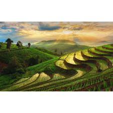  Média Natura87 tapéta, 220 x 135 cm tapéta, díszléc és más dekoráció