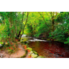  Media Nyomtatott tapéta, erdei patak, 270 x 200 cm
