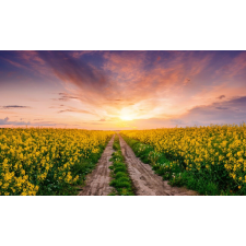  Media Nyomtatott tapéta, mező, 220 x 135 cm tapéta, díszléc és más dekoráció