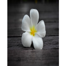  Media Nyomtatott tapéta, virág, 135 x 225 cm tapéta, díszléc és más dekoráció