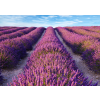  MÉDIA öntapadó és mosható fali fotótapéta, Levendula, 270 x 200 cm