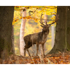  Média öntapadó és mosható fali tapéta, Állat32, 270 x 200 cm tapéta, díszléc és más dekoráció