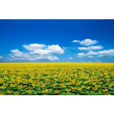  Média öntapadó és mosható fali tapéta, Natura104, 220 x 135 cm tapéta, díszléc és más dekoráció