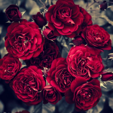  MÉDIA Öntapadó és mosható fotótapéta, 135 x 225 cm, Virágok 31 tapéta, díszléc és más dekoráció