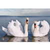  MÉDIA Pasari17 öntapadó és mosható fali tapéta, hattyúk tavon, 270 x 200 cm