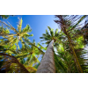  Media "Pálmafák az ég felé" Öntapadó és mosható fotótapéta, 270 x 200 cm