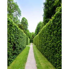  Media "Természet 94" fotótapéta, 135 x 225 cm tapéta, díszléc és más dekoráció