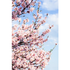  MÉDIA tapéta, növényvilág 63, 135 x 225 cm tapéta, díszléc és más dekoráció