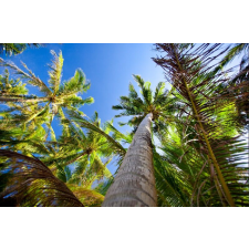  Média tapéta, pálmafák az égben, 250 x 200 cm tapéta, díszléc és más dekoráció