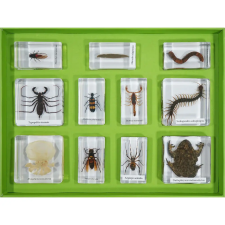  Mérges Állatok Csomagja - Nem Védett Fajták - 11 db preparátum oktatójáték
