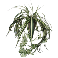 Mica Decorations műnövény Chlorophytum cserépben magasság: 45 cm átmérő: 45 cm dekoráció